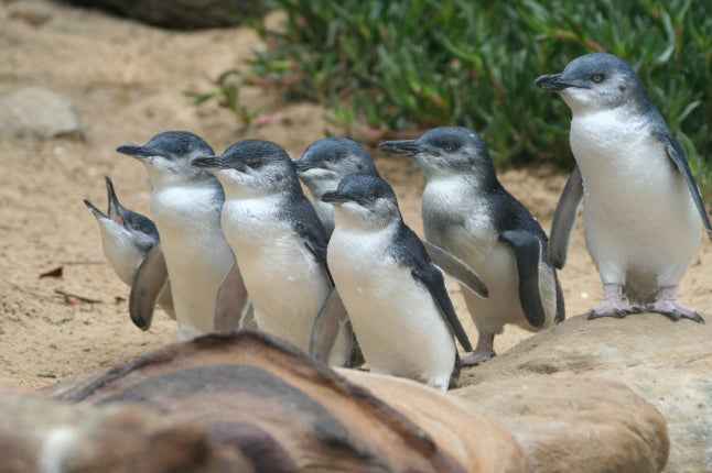 Melbourne Phillip Island Penguin Parade & Wildlife Discovery Day Tour