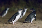 Melbourne Phillip Island Penguin Parade & Wildlife Discovery Day Tour