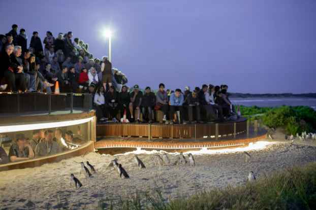 Melbourne Phillip Island Penguin Parade & Wildlife Discovery Day Tour