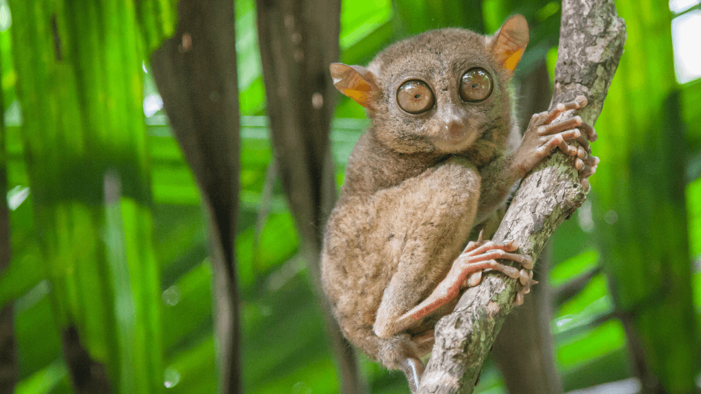 Philippine tarsier clinging to a tree branch, wildlife encounter in Philippines Travel Tours - Icons of the Philippines | 10/14/23 Days.