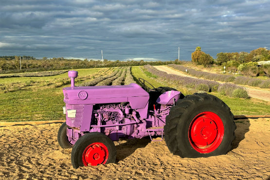 Perth Coral Coast Discovery: Lobster, Lavender & Pinnacles Day Tour