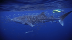 Whale shark swimming with snorkelers at Ningaloo Reef during West Coast Road Trip. Iconic marine experience in Western Australia.