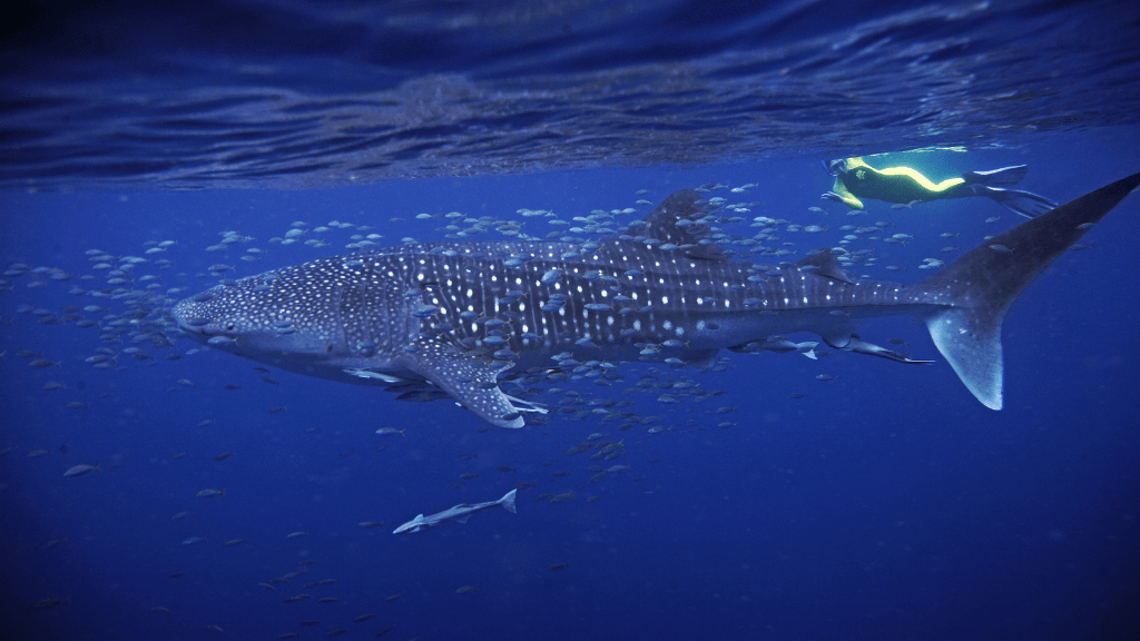 Whale shark swimming with snorkelers at Ningaloo Reef during West Coast Road Trip. Iconic marine experience in Western Australia.