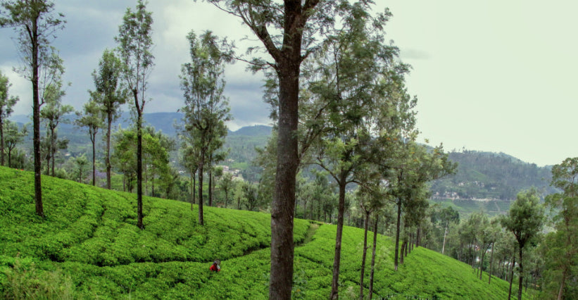 Tea plantation landscape with tall trees in Sri Lanka. Explore Sri Lanka - Land & Sea Tour Options includes scenic agricultural tours.