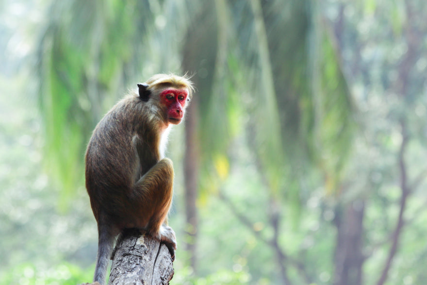 Sri Lanka, Your Way (7-14 Days) | Land Highlights • South Coast Sailing • Or Both