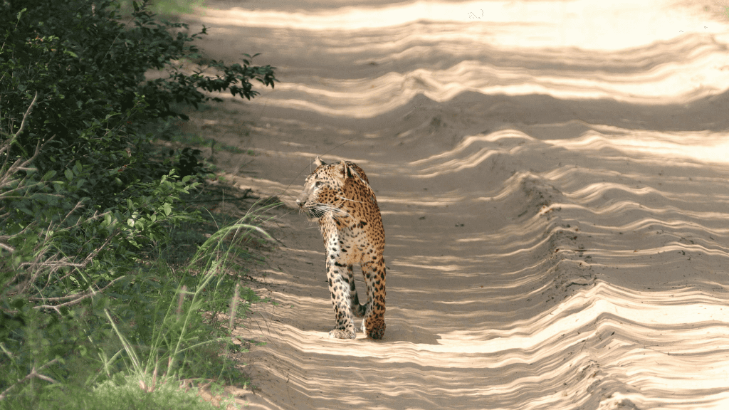 Leopard walking along a sandy jungle path, a rare wildlife sighting on the 12-day Sri Lanka spice gardens and coast tour.