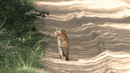 Leopard walking along a sandy jungle path, a rare wildlife sighting on the 12-day Sri Lanka spice gardens and coast tour.