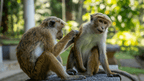 Two monkeys grooming in a lush garden setting, highlighting wildlife encounters on the Sri Lanka 12-day spice and coast tour.