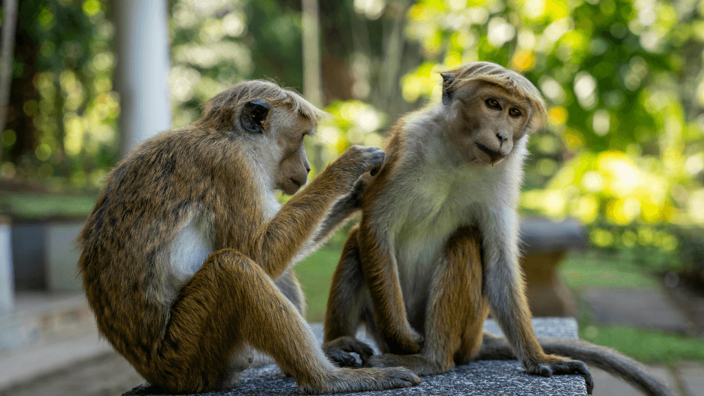 Two monkeys grooming in a lush garden setting, highlighting wildlife encounters on the Sri Lanka 12-day spice and coast tour.