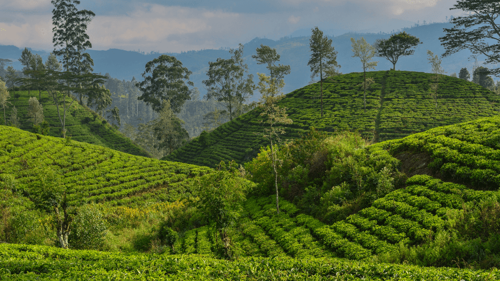 Lush green tea plantations covering rolling hills, a signature landscape on the 12-day Sri Lanka spice gardens and coast tour.