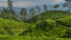 Lush green tea plantations covering rolling hills, a signature landscape on the 12-day Sri Lanka spice gardens and coast tour.