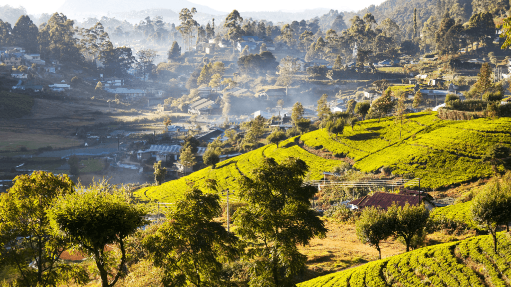 Tea plantations on rolling hills in golden morning light, a scenic highlight of the 12-day Sri Lanka spice gardens tour.