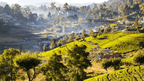 Tea plantations on rolling hills in golden morning light, a scenic highlight of the 12-day Sri Lanka spice gardens tour.