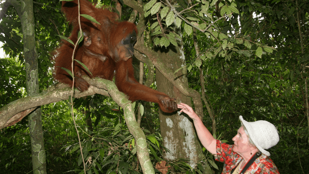 Wild Orangutan 8-Day Loop | Sumatran Jungle & River Expedition