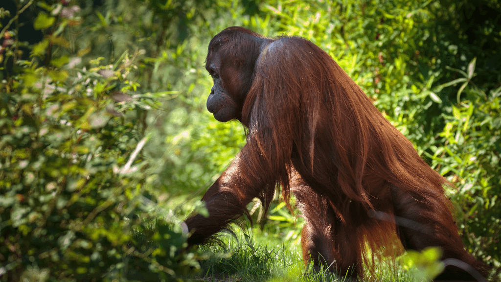 Wild Orangutan 8-Day Loop | Sumatran Jungle & River Expedition