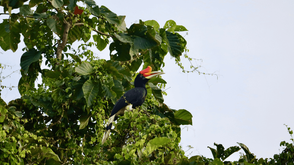 Wild Orangutan 8-Day Loop | Sumatran Jungle & River Expedition