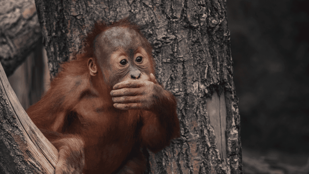 Wild Orangutan 8-Day Loop | Sumatran Jungle & River Expedition