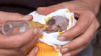 Baby wombat being bottle-fed during wildlife care experience on East Coast Australia tour. Unique stop on 8-day Sydney to Brisbane trip.