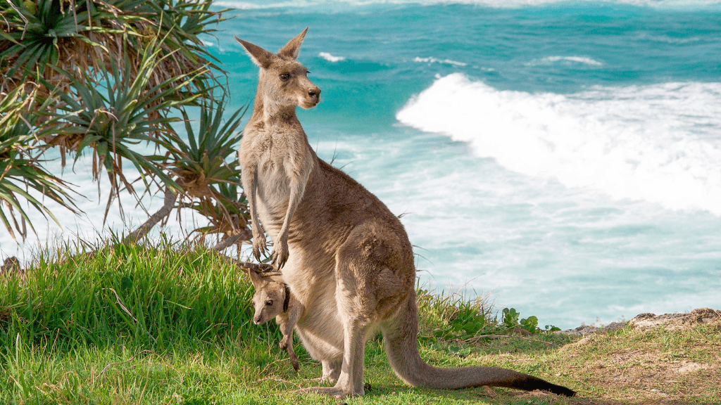 Kangaroo with joey by ocean cliffs on East Coast Australia tour from Byron to Brisbane. Wildlife encounter on 8-day Sydney to Brisbane itinerary.