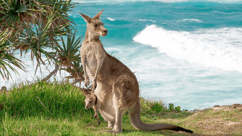 Kangaroo with joey by ocean cliffs on East Coast Australia tour from Byron to Brisbane. Wildlife encounter on 8-day Sydney to Brisbane itinerary.