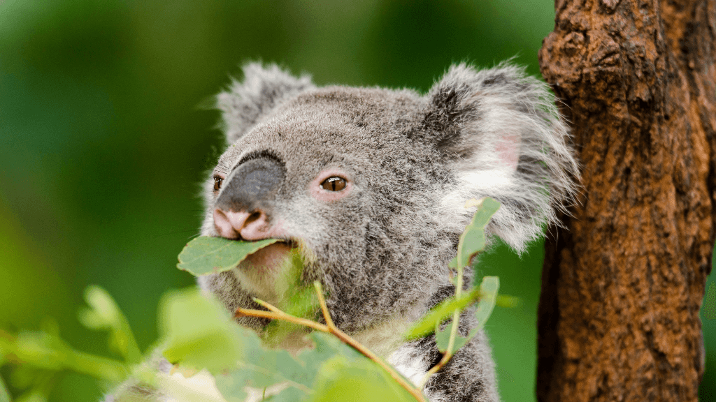 Koala eating eucalyptus leaves on East Coast Australia tour. Wildlife experience on 8-day journey from Sydney to Brisbane.