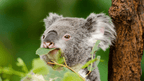 Koala eating eucalyptus leaves on East Coast Australia tour. Wildlife experience on 8-day journey from Sydney to Brisbane.