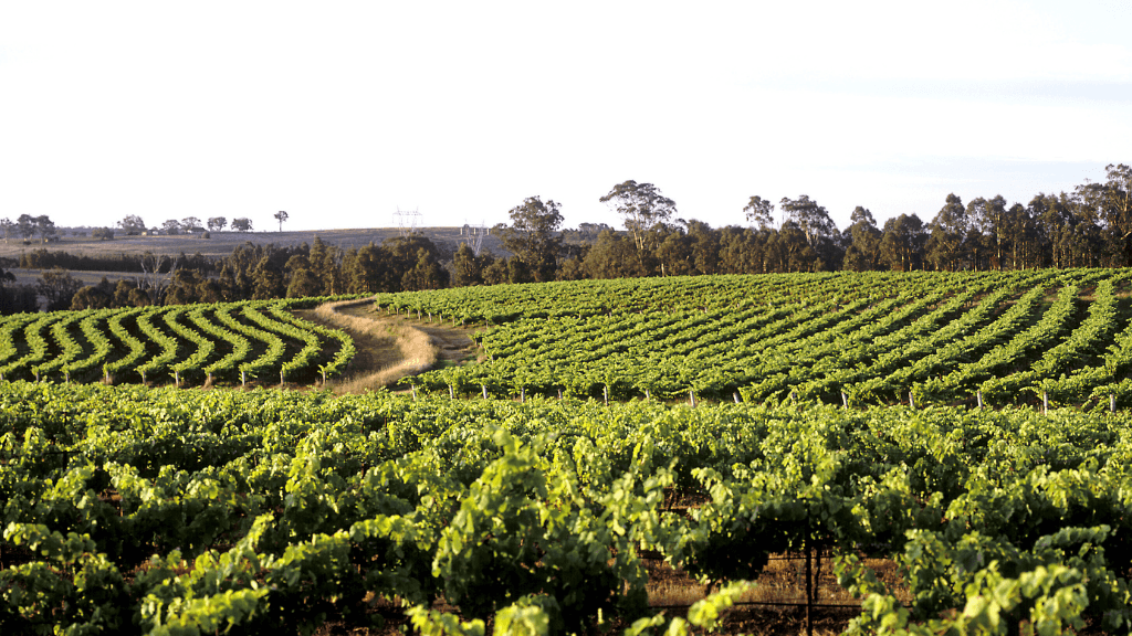 Vineyard landscape in Hunter Valley, part of East Coast Australia tour. Wine region visit on 8-day Sydney to Brisbane itinerary.