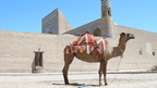 Camel with colorful saddle blanket in Khiva, Uzbekistan, reflecting nomadic culture on the Silk Road Cities Tour - Central Asia Adventure.