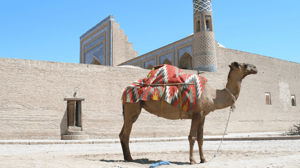 Camel with colorful saddle blanket in Khiva, Uzbekistan, reflecting nomadic culture on the Silk Road Cities Tour - Central Asia Adventure.