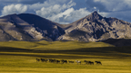 Wild horses roaming the vast steppes of Kyrgyzstan, a nomadic scene on the Silk Road Cities Tour - Central Asia Adventure.