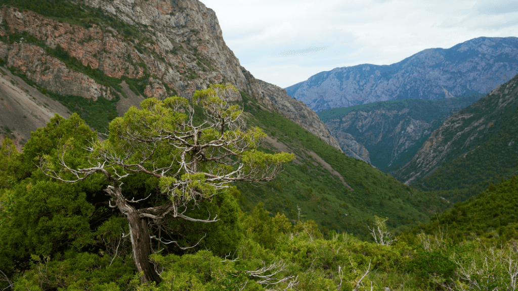 Lush green valley in the Fann Mountains, ideal for trekking during the Silk Road Cities Tour - Central Asia Adventure in Central Asia.