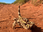 Close-up of a spiky thorny devil lizard crawling on a sandy path in the Australian outdoors.