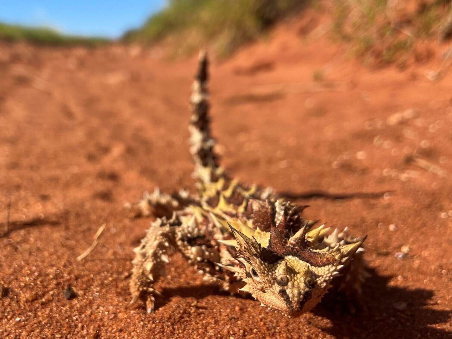 Close-up of a spiky thorny devil lizard crawling on a sandy path in the Australian outdoors.