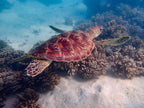 Sea turtle gliding over coral reef, a common sight on the Ningaloo Safari 3-Day Kayak & Snorkel coastal adventure.