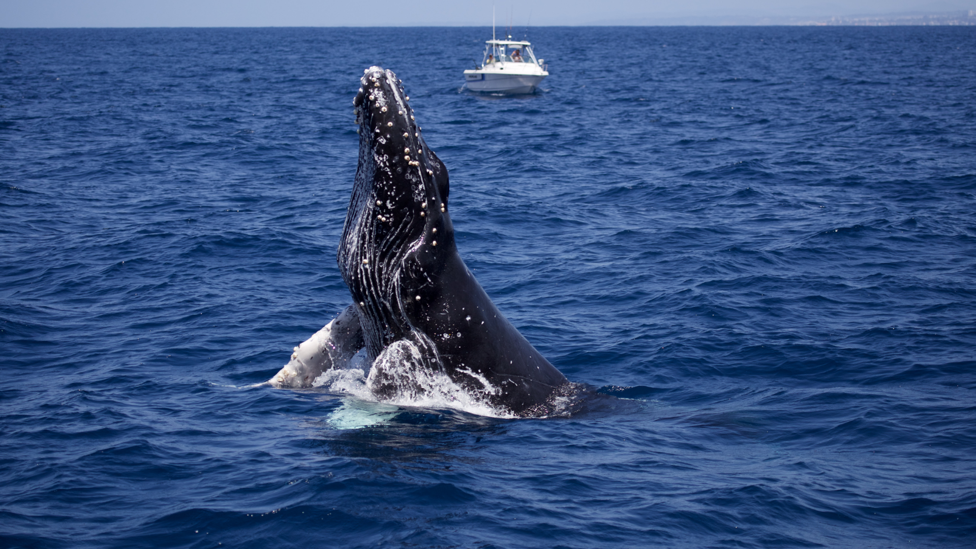 Wilsons Promontory Whale Cruise from Port Welshpool