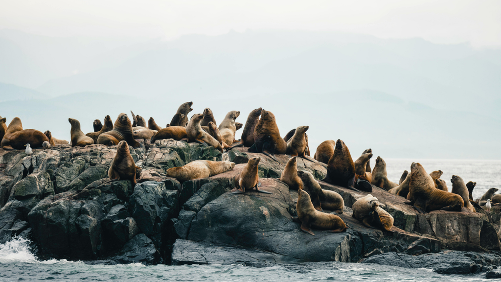 Cape Woolamai Scenic Cruise from San Remo (Phillip Island)