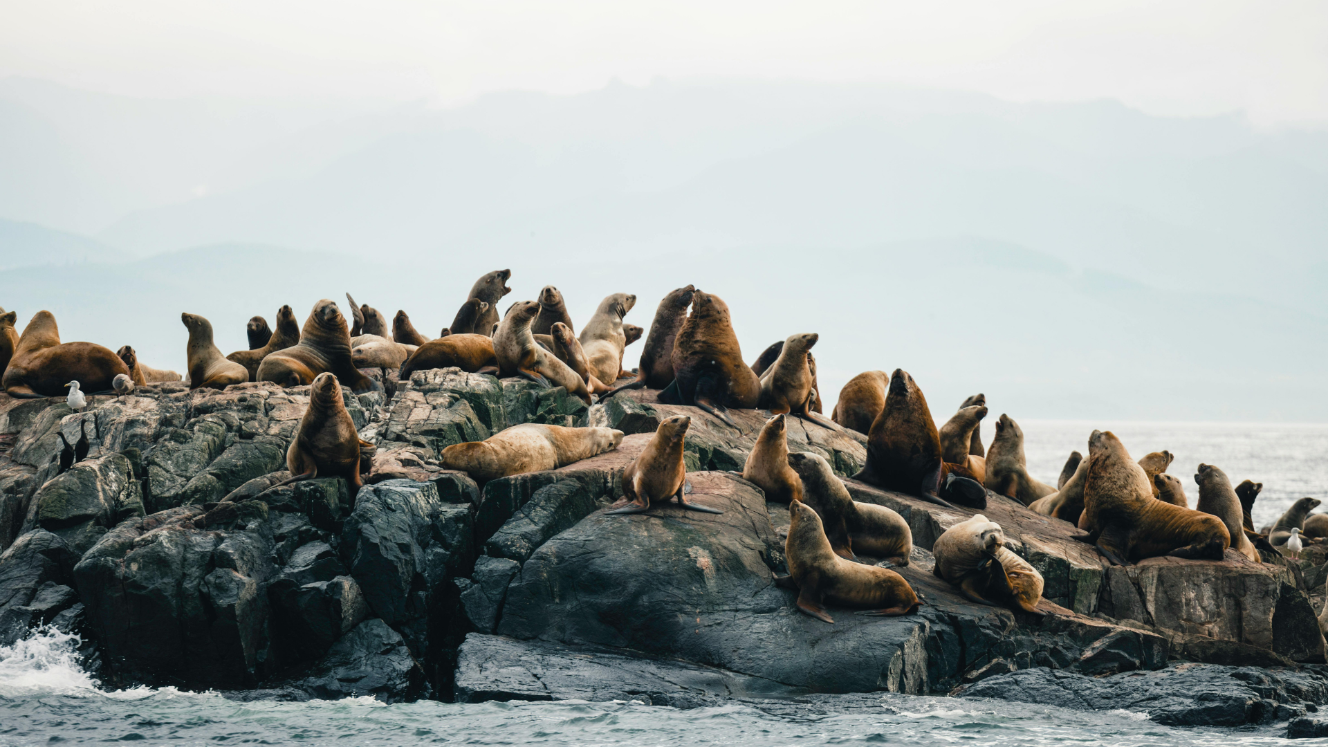 Seal Watching Cruise at Seal Rocks Phillip Island