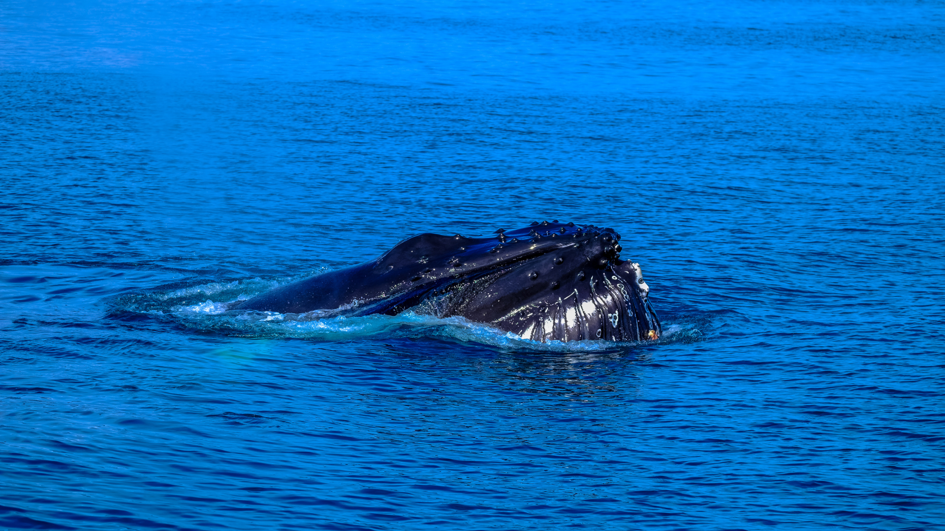 Winter Whale Watching Cruise from Phillip Island