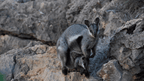 A rock wallaby perched on rocky terrain, showcasing its unique beauty in the wild Australian landscape.