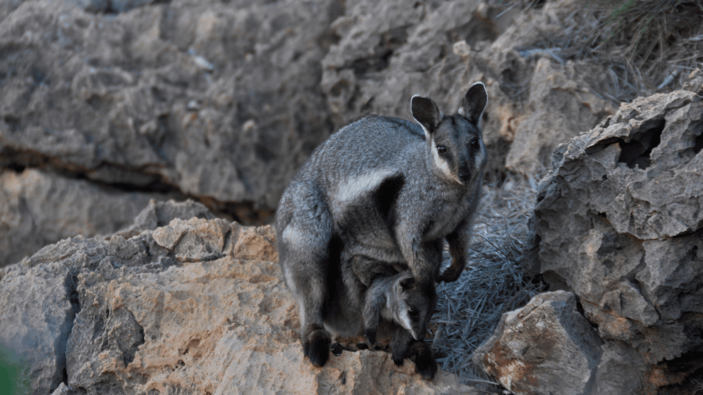 A rock wallaby perched on rocky terrain, showcasing its unique beauty in the wild Australian landscape.