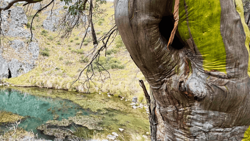 Alpine High | Mt Bimberi Summit & Blue Waterholes Caves — 4 - Day Wilderness Traverse - Zero Trace Tours