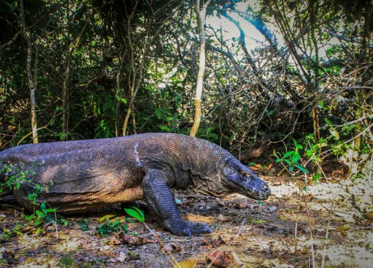 Bali to Beyond (8 - 20 Days) | Culture Circuits, Komodo Cruising & Gili Slow - Life - Zero Trace Tours