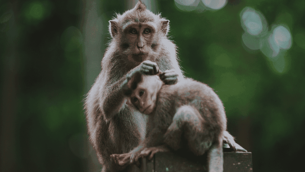 Bali to Beyond (8 - 20 Days) | Culture Circuits, Komodo Cruising & Gili Slow - Life - Zero Trace Tours