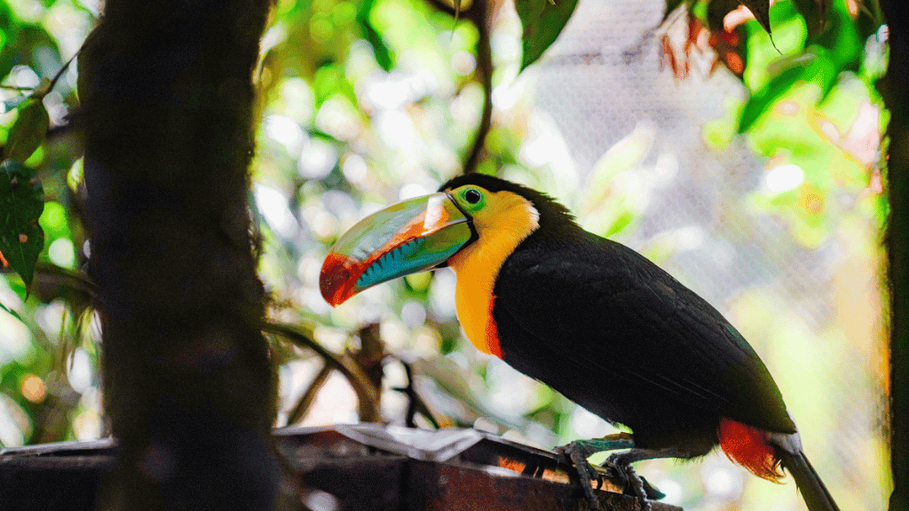 Cenotes to Sloths: 32 - Day Central America Wildlife Odyssey - Zero Trace Tours