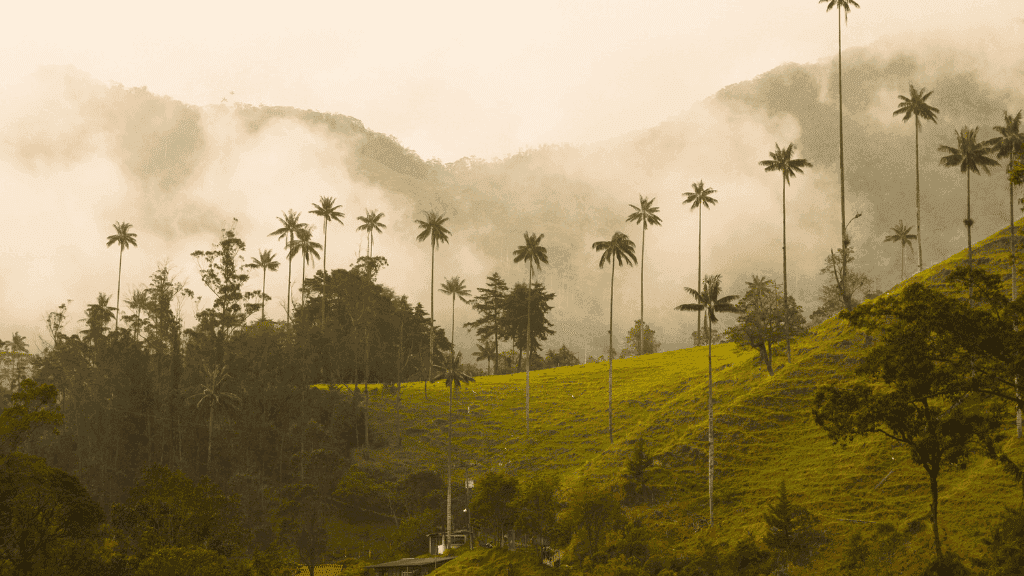 Colombia Uncovered | Coffee, Coasts & The Lost City — 14 or 22 Days - Zero Trace Tours