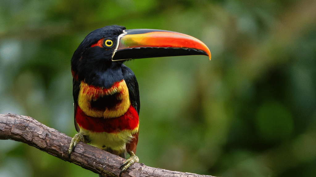 Costa Rica Pura Vida: Volcanoes, Cloud Forests & Wild Coasts | San José → San José (9/16 Days) - Zero Trace Tours