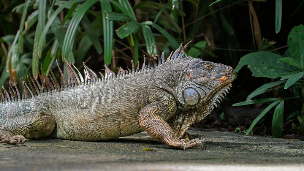 Costa Rica Explorer: Wildlife, Waterfalls & Beaches | 12-Day Group Adventure