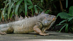 Costa Rica Explorer: Wildlife, Waterfalls & Beaches | 12-Day Group Adventure