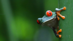 Costa Rica Explorer: Wildlife, Waterfalls & Beaches | 12-Day Group Adventure