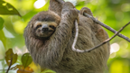 Costa Rica Explorer: Wildlife, Waterfalls & Beaches | 12-Day Group Adventure
